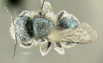 Media type: image;   Entomology 610965 Aspect: habitus dorsal view